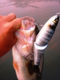 basstank|r50|tHg32